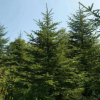 供应优质云杉 2米、2.5米、3米云杉 品种齐全 产地直销