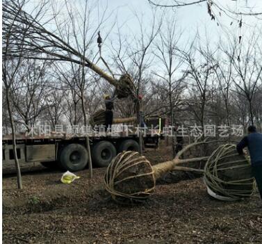 工程绿化苗木 榉树 红榉树基地 货源充足 规格齐全