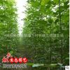 白蜡小苗低价批发 白蜡树苗 行道树 速生白蜡苗规格齐全工程绿化