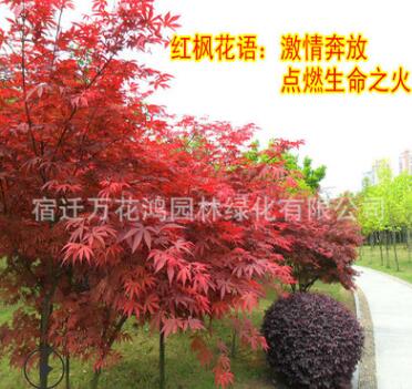 红枫树苗日本红枫中国四季红枫庭院绿化苗木红舞姬盆栽地栽风景树