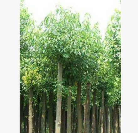 专业品质 品质实惠 香樟树绿化苗木