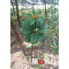 【虫溜】农家种植 无污染 虫溜草药