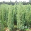 基地直销刺柏苗绿化工程苗木批发松柏树苗刺松小苗