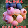 果树苗包邮 蓝莓树苗新品红粉佳人粉红柠檬水蓝莓苗特价当年结果