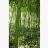 绿化苗木米径2公分，3公分，4公分香樟树