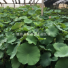 厂家批发销售成品盆栽荷花 水生植物 价格从优大量批发园林植物