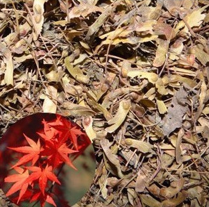 特价热卖园林花卉美国红枫种子 发芽率高