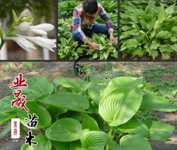 基地批发玉簪 青叶玉簪花 金边玉簪 花叶玉簪 盆栽植物 园林植物