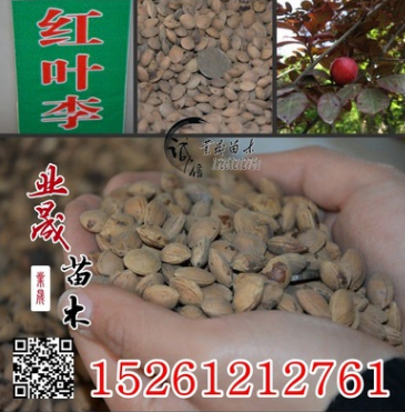 批发优质林木种子 当年新采红叶李种子 质量保证 发芽率高