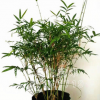 米竹盆栽批发室内凤尾竹小植物盆栽花卉观叶造型微景观文人文玩