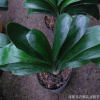特价君子兰 盆栽3年 君子兰 室内盆栽花卉 绿植盆景 量大优惠