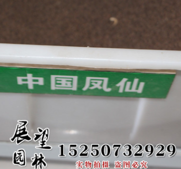 凤仙花种子批发 中国凤仙种子批发直销处 实体店发货 包发图3