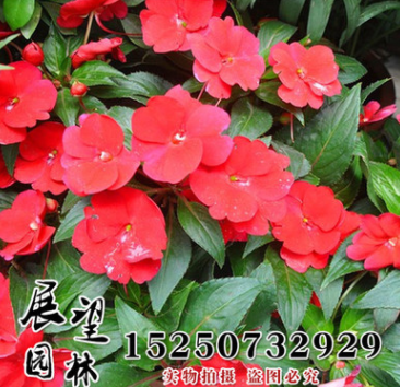 凤仙花种子批发 中国凤仙种子批发直销处 实体店发货 包发图2
