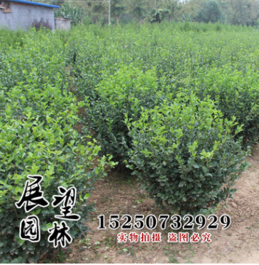 山东苗圃绿化球类 卫矛球苗价格 规格齐全 又叫鬼箭羽 胶东卫矛图1