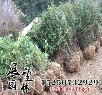 山东苗圃绿化球类 卫矛球苗价格 规格齐全 又叫鬼箭羽 胶东卫矛图2