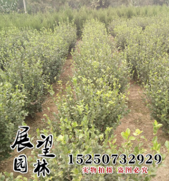 山东苗圃绿化球类 卫矛球苗价格 规格齐全 又叫鬼箭羽 胶东卫矛图3
