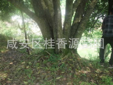 直径50,60,70公分大桂花树 湖北咸宁图3