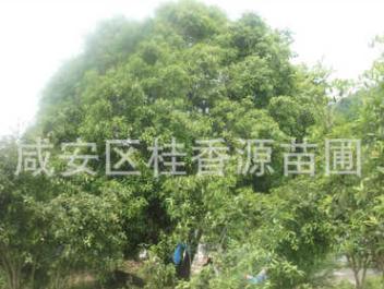 直径50,60,70公分大桂花树 湖北咸宁