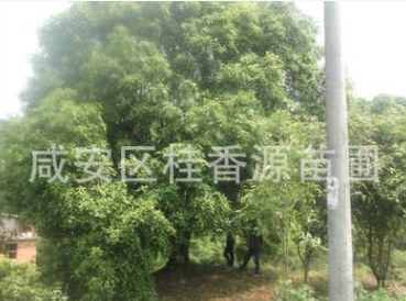 直径50,60,70公分大桂花树 湖北咸宁图2
