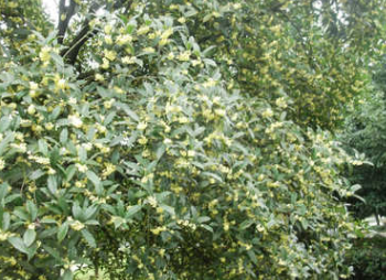 20公分湖北咸宁桂花树，精品金桂银桂四季桂丹桂图3