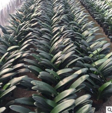 君子兰小绿植物花卉批发 室内净化空气兰花花苗微型桌面盆景植物