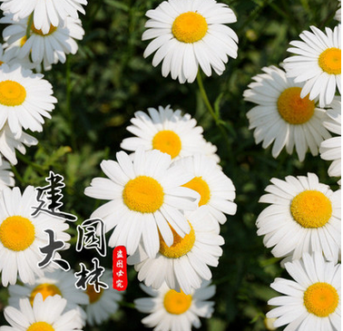 雏菊花种子批发菊花种子金鸡菊草本庭院植物园林绿化野花彩包种子