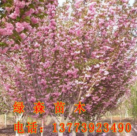 直销批发 日本樱花小苗 低价出售 樱花种苗 行道树 绿化苗木