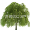 山东 低价供应 直柳 馒头柳 垂柳 3-10公分 绿化苗 工程树苗