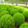 大量 供应小叶黄杨球 瓜子黄杨 市政园林苗木 瓜子黄杨球