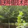 法国梧桐法桐小苗法桐苗绿化苗木