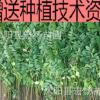 紫穗槐 自产自销 规格齐全 量大优惠 紫穗槐小苗