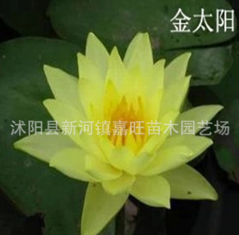 盆栽花卉室内开运植物 水培迷你睡莲花根茎 根块