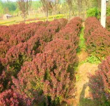 大量批售：红叶小檗，龙柏，红叶石楠，金边黄杨，大小叶黄杨