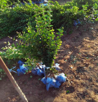 苗农直售：丁香，花石榴，榆叶梅，铺地柏，龙柏，蜀桧，小叶女贞