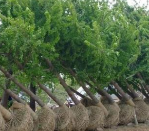 大量售1-30银杏 紫薇 紫叶李 樱花 法桐 垂柳 意杨 构树