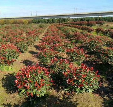 大量售 红叶石楠球 小叶女贞球 海桐球 龙柏球 金森女贞球
