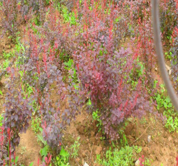 .苗圃急售：红叶小檗，金焰绣线菊，卫茅，金叶女贞，金森女贞（