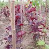 大量供应日本红叶紫荆种子 出芽率高 颗粒饱满 厂家直销