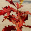 供应进口北美红栎种子 欧洲火焰红栎种子 质量保证 货到付款