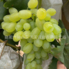 果树苗批发 维多利亚青提 无核葡萄 盆栽果树苗 别墅果树 挂果多