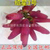 绍星3号葡萄树苗 南方北方种植盆栽地栽庭院阳台葡萄苗当年结果
