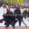 嫁接葡萄树苗 北冰红冬葡萄苗 双红葡萄 冰葡萄苗耐寒冬天不下架