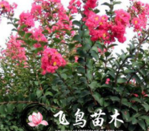 基地直销绿化苗木紫薇树苗 庭院观赏苗紫薇小苗 紫薇苗 百日红