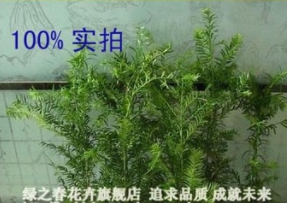 自产自销 南方红豆杉 曼地亚 祛除异味 室内盆栽苗木 大量批发