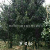 湖南益阳罗汉松