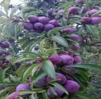 西门女神李子 西门蓝蜜 西门斯坦雷 法兰西西门李子苗基地批发