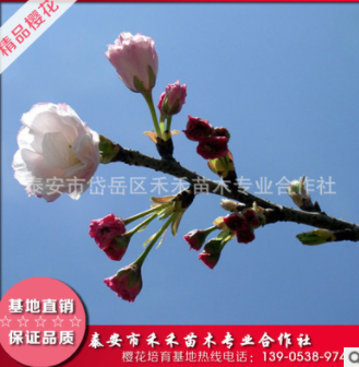 一叶樱花苗基地大量出售樱花树苗可嫁接易成活造型盆景樱花树苗图2