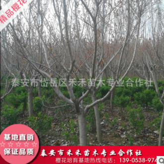 一叶樱花苗基地大量出售樱花树苗可嫁接易成活造型盆景樱花树苗图3