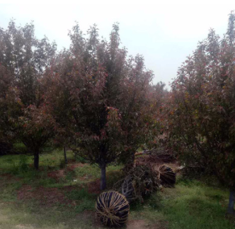 精品绚丽海棠苗 当年开花景观苗 高1米量大 基地发货迅速图2