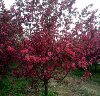 精品绚丽海棠苗 当年开花景观苗 高1米量大 基地发货迅速图3